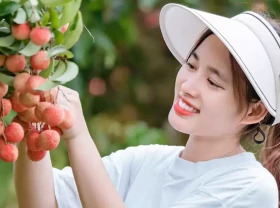 Image: Visit Luc Ngan District in Vietnam and pick thousands of lychees