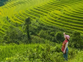 Image: Admire the early ripening rice season in Sapa, Vietnam