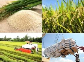Image: India's ban on rice exports: How do Vietnam and countries produce and consume rice?