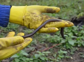 Image: Why do Chinese traders rush to Vietnam to buy earthworms?