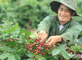 Image: Vietnamese coffee is out of stock for export despite record-high prices