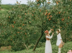 Image: Five locations in Da Lat to pick ripe persimmons