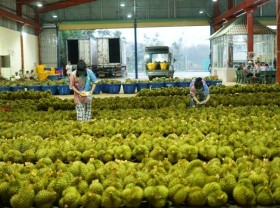 Image: Vietnamese durian is exported strongly to China