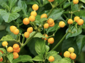 Image: The World's Most Expensive Pepper Found in Vietnam