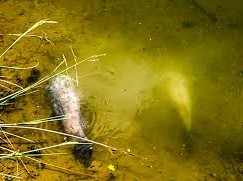 Image: Cà Mau to Build Pump Stations to Address Fish Deaths