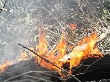 Image: Couple Dies in Forest Fire in Ha Tinh Province