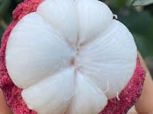 Image: Mangosteen: Rich in Vitamin C but Not for Everyone