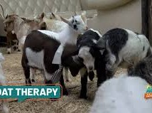 Image: Tennessee Goat Ranch Combines Snuggles, Yoga, and Therapy
