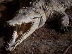Image: Tourist Dies After Crocodile Attack in Puerto Vallarta