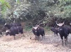 Image: Two Wild Cattle Found Dead in Dong Nai Nature Reserve