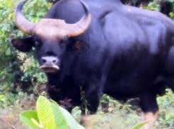 Image: Unusual Deaths of Two Wild Cattle in Dong Nai Reserve