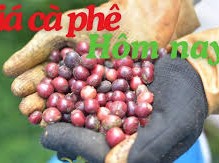 Image: Coffee Prices Drop in Vietnam as Robusta Falls Nearly 2%