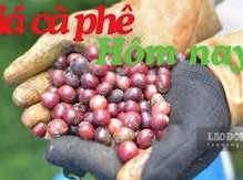 Image: Coffee Prices Surge on July 15, Reaching New Heights