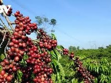 Image: Coffee Prices Surge: Robusta and Arabica Both Rise