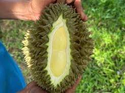 Image: Durian Prices Plummet, Farmers Face Heavy Losses