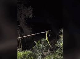 Image: Experts Warn Against Mass Killing of Red-Tailed Green Snakes