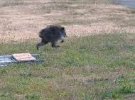 Image: Jimothy the Raccoon Captivates Hearts Worldwide