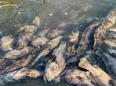 Image: Mass Fish Deaths Devastate Cat Ba Fishermen