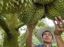 Image: Over 100 Chinese Companies Seek Durian Partners in Vietnam