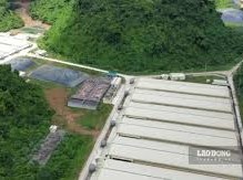 Image: Tragic Accident at Dabaco Pig Farm Claims Three Lives