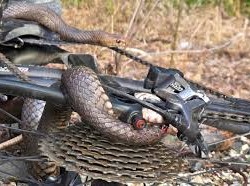 Image: Woman Hospitalized After Snake Encounter While Cycling