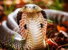 Image: Woman Sucks Snake Venom to Save Husband, Both Hospitalized