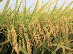 Image: Cautious Purchasing Amid Limited Rice Supply in Vietnam