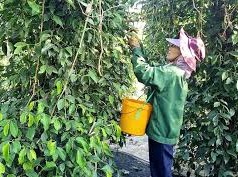 Image: Coffee Prices Drop Significantly Amid Global Market Trends