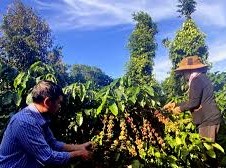 Image: Coffee Prices Remain Stable in Vietnam on August 8