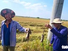 Image: Experts Warn of Health Risks from Wild Rat Consumption