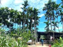 Image: Farmer in Nghe An Thrives with Thousands of Palm Trees