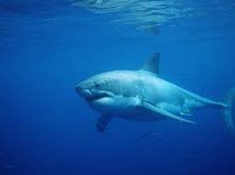 Image: Lifeguard Pulled Underwater by Great White Shark in Maine
