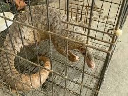 Image: Near 7kg Pangolin Found on Rural Road in Nghe An