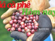 Image: Vietnam Coffee Prices Rise by 1,000 VND/kg on August 25