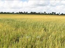 Image: Vietnam Delivers Rice Produced in Cuba to Partners