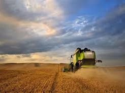 Image: Chicago Wheat Contracts Decline Amid Ceasefire Hopes in Black Sea