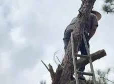 Image: Man Fined for Cutting Down Pine Tree in Da Lat