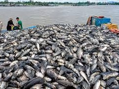 Image: Over 50 Tons of Grouper Die After Heavy Rain in Thanh Hoa