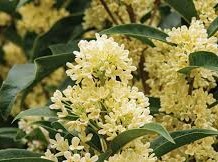 Image: Top 4 Colorful Autumn Plants That Bring Good Luck