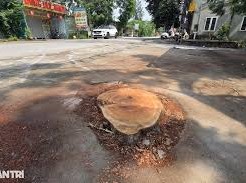 Image: Tree Cutting Accident Claims Life in Thanh Hoa