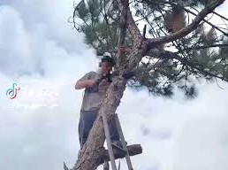 Image: Young Man Fined 35 Million VND for Cutting Down Tree in Da Lat
