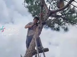 Image: Young Man Penalized for Cutting Down Pine Tree in Da Lat