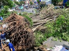 Image: Fallen Tree Causes Traffic Chaos in Central Ho Chi Minh City