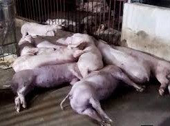 Image: Lightning Strikes, Killing 20 Pigs in Nghe An