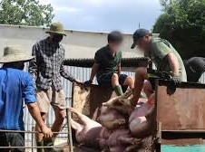 Image: Over 10,000 Tons of Pork Treated with Banned Substance Sold in Vietnam
