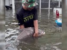 Image: Residents Rescue Giant Carp Swimming in Flooded Street