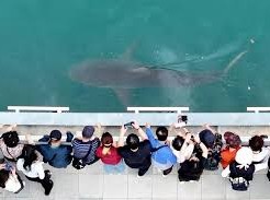 Image: Stranded Shark Sparks Brand War in South Korea