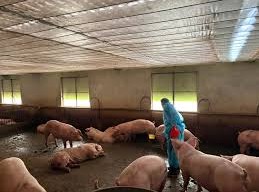 Image: The Dangers of Salbutamol in Pork Consumption