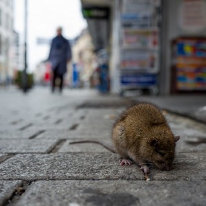 Image: New Strategies to Manage Waste and Reduce Rats in New York City