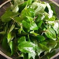 Image: Rau Day: The Nutrient-Rich 'Green Ginseng' of Vietnam